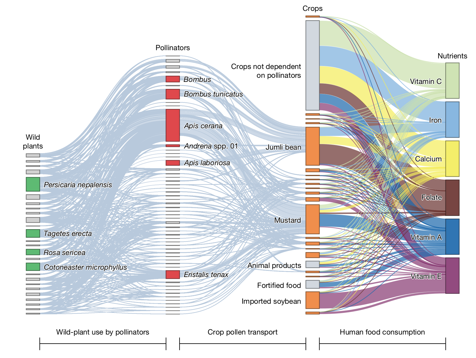 Flow diagram linking wild plants, pollinators, crops and nutrients